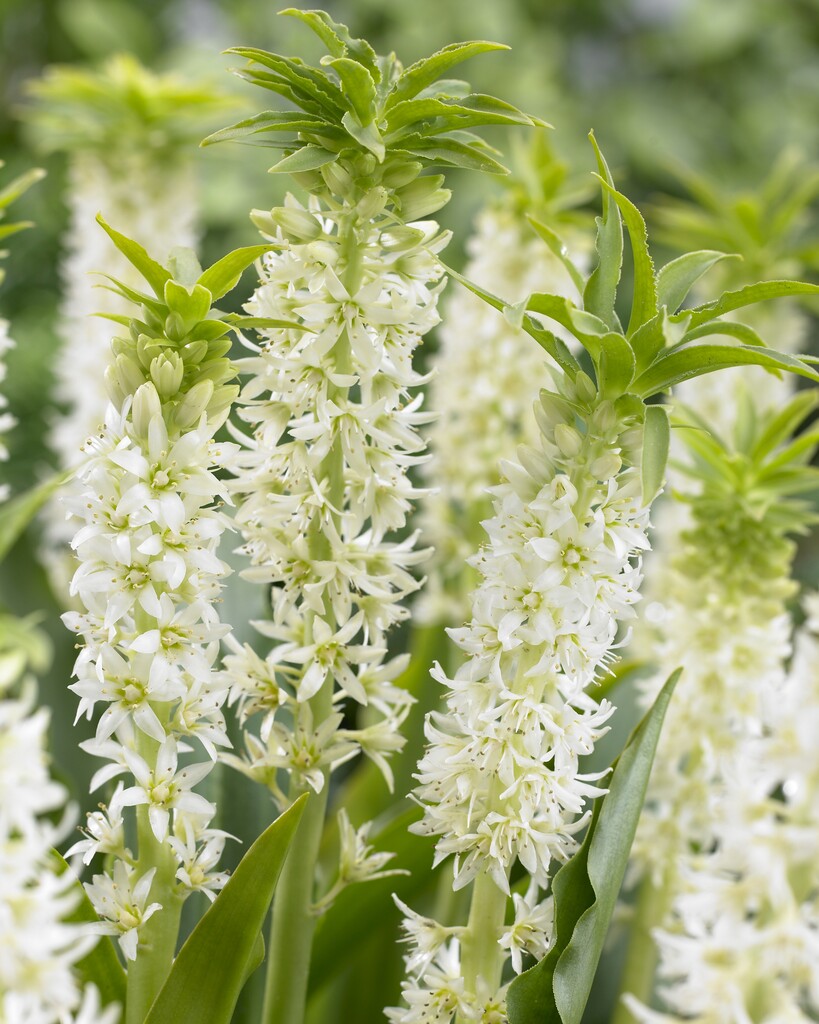 Dusk lilje hvit grønn-Eucomis Autumnalis 2-pak